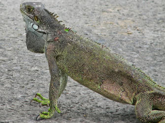 126 les saintes .jpg