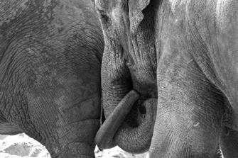 ZOO-5.jpg