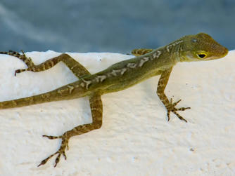 090 plage de la perle.jpg